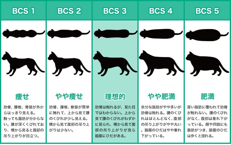 猫のボディコンディションスコア