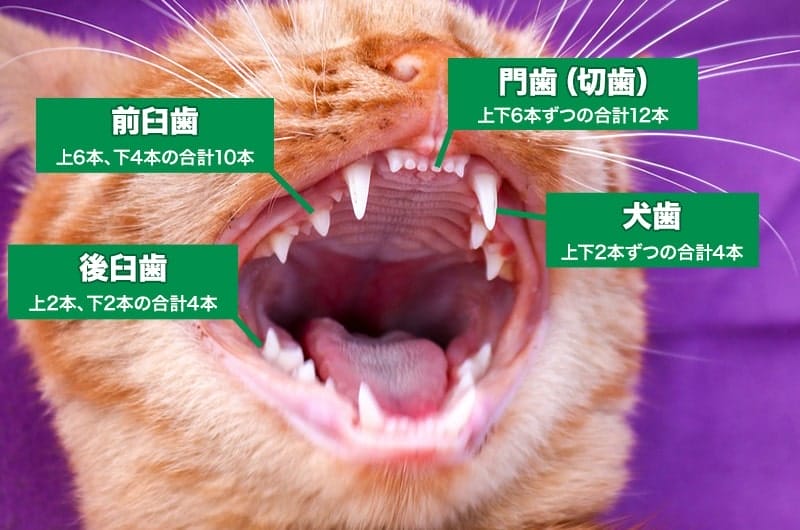 猫の歯