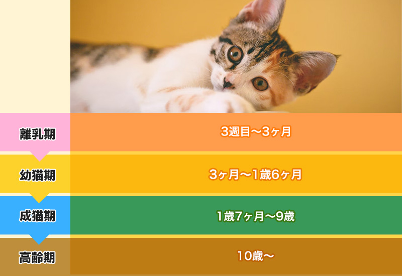 猫のライフステージ