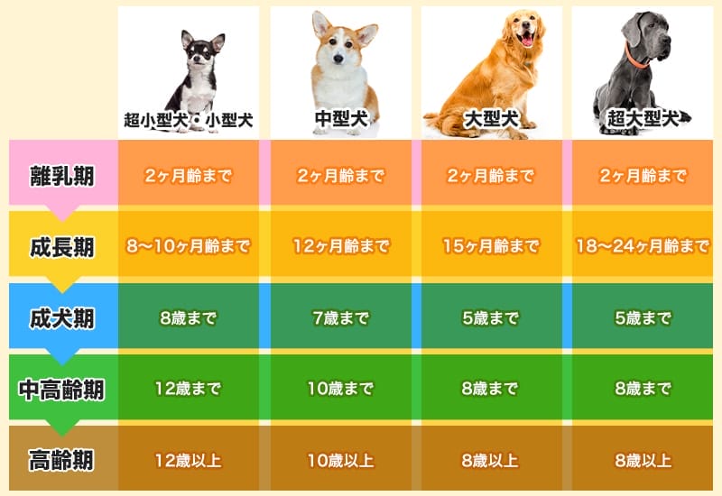 犬のライフステージ