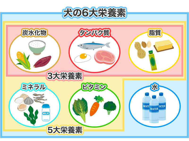 犬の6大栄養素