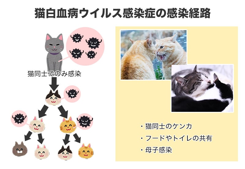 猫白血病ウイルス感染症の感染経路