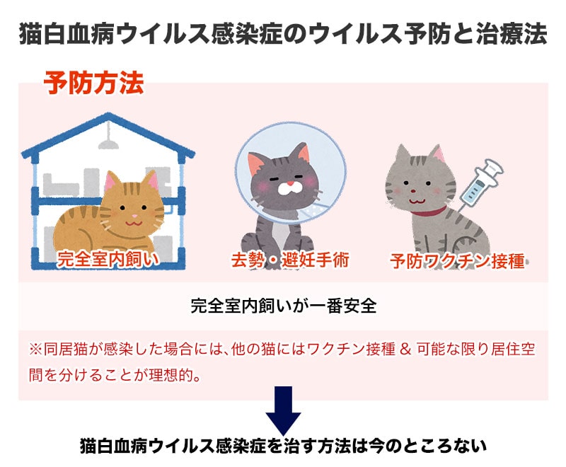 猫白血病ウイルス感染症のウイルス予防と治療法