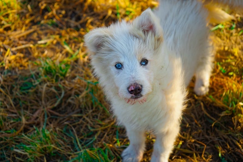 犬のアルビノ