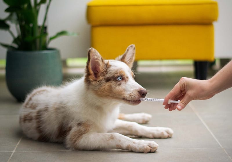 アルビノ犬