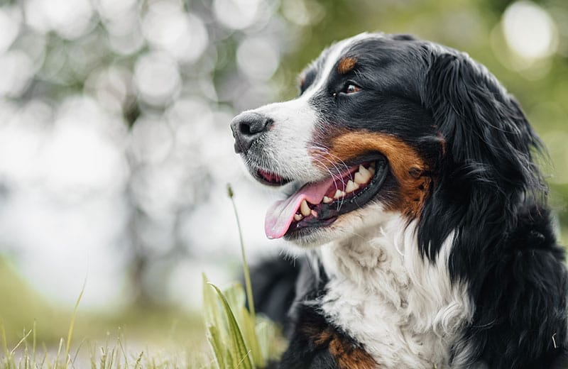 bernesemountaindog_006