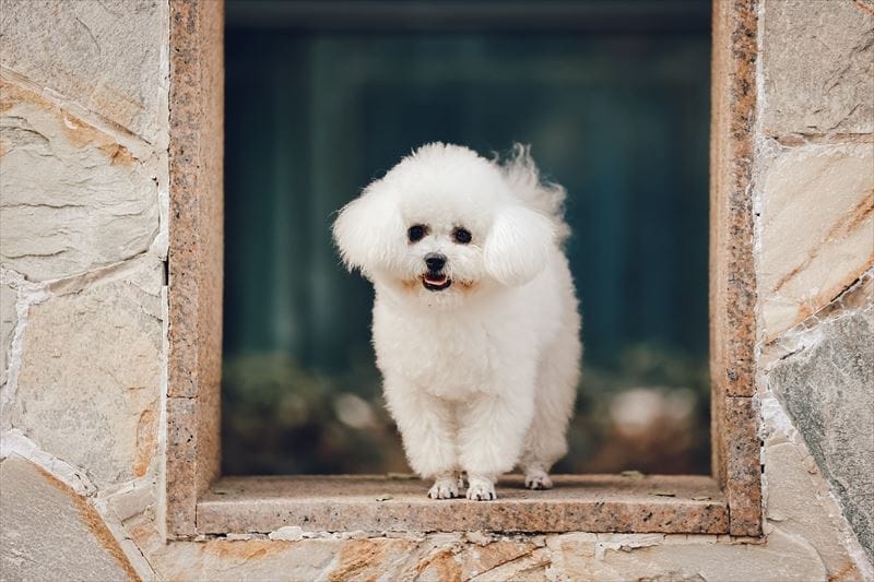 bichonfrise_002