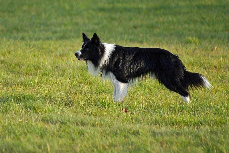 中型犬