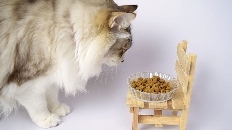 catfood_006