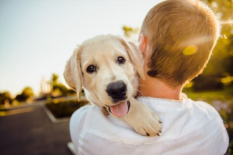 犬