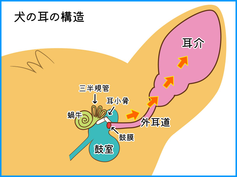 耳の構造