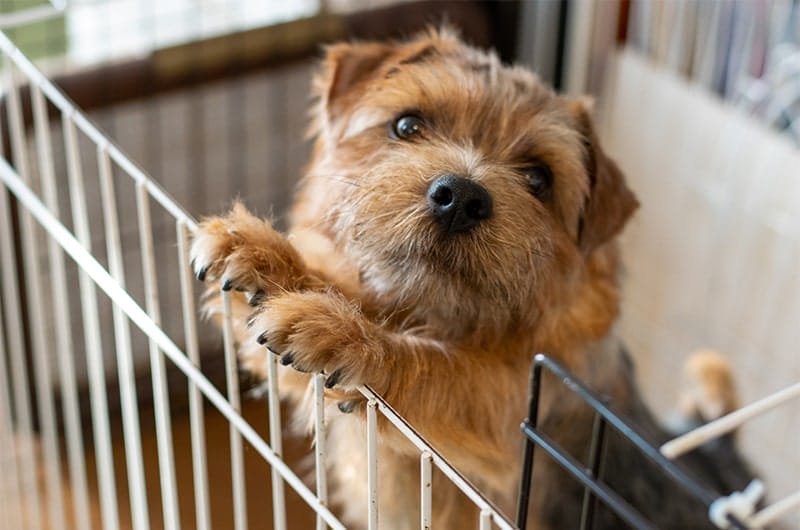 室内犬におすすめの犬種27選！向いている犬種の特徴や注意点について