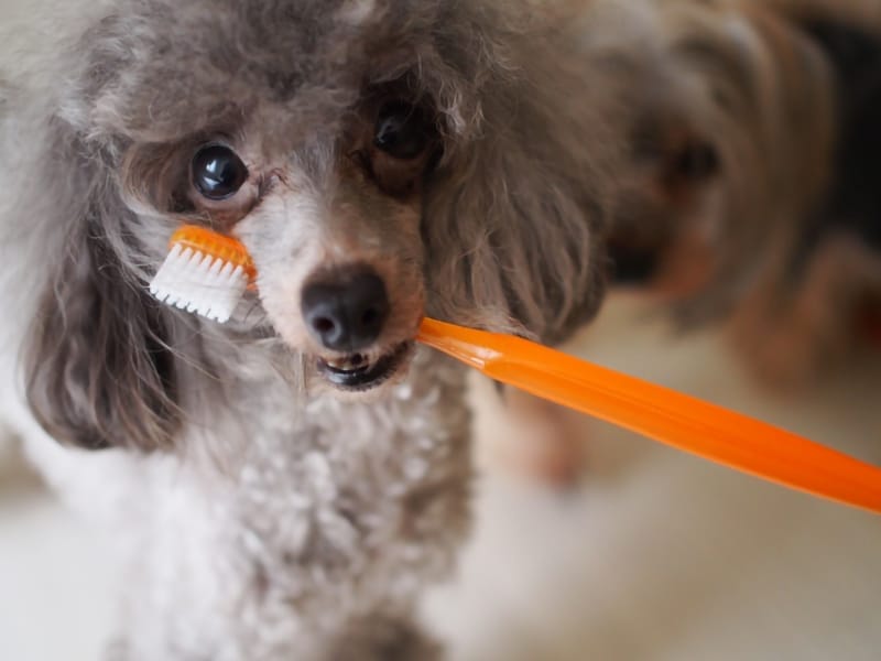 犬の歯磨き