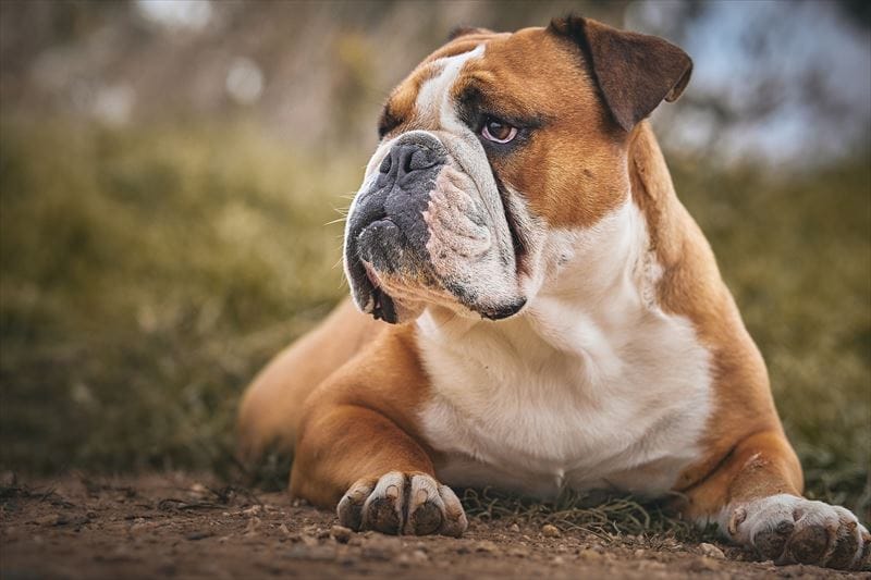 englishbulldog_005