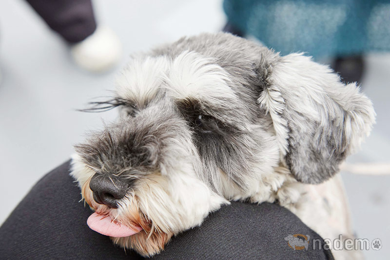 実際に犬に食べてもらう「嗜好性テスト」を実施。栄養も味も妥協なし！