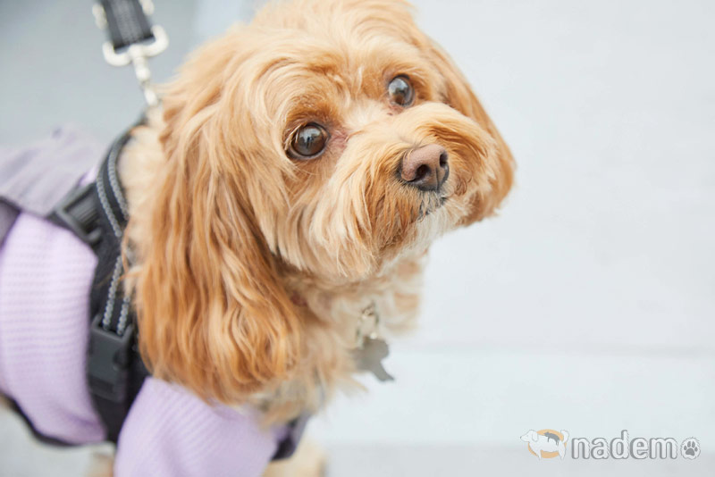 実際に犬に食べてもらう「嗜好性テスト」を実施。栄養も味も妥協なし！