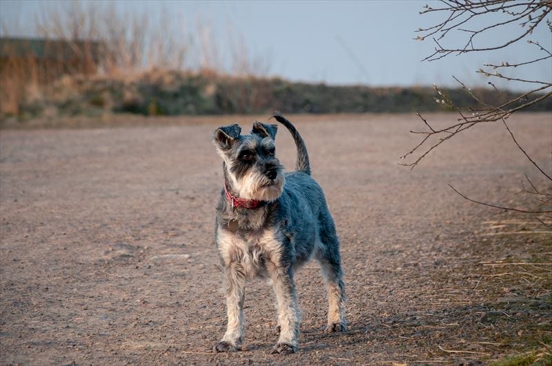 miniatureschnauzer_008