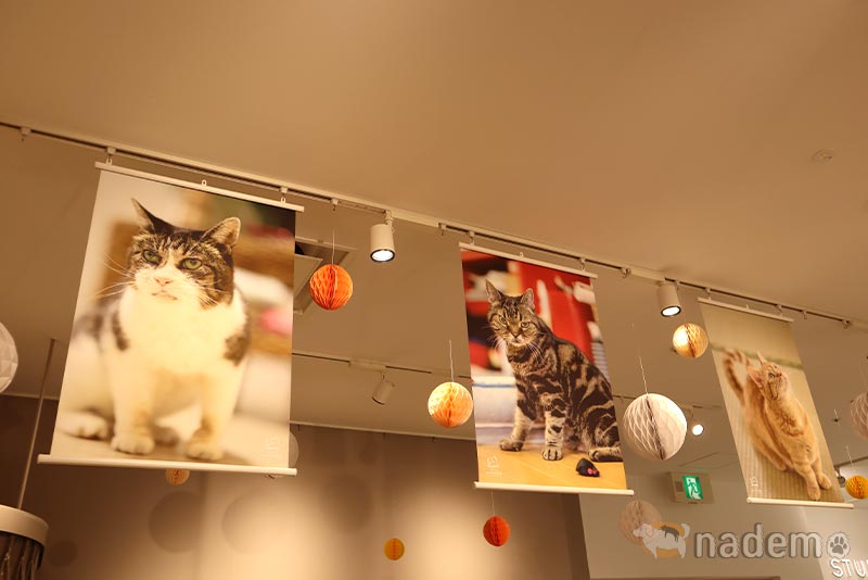 ねこの認知症 写真展