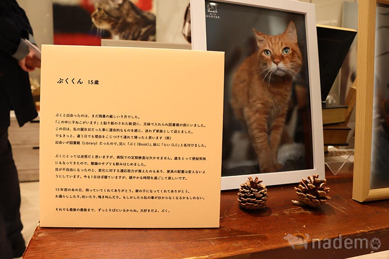 ねこの認知症 写真展