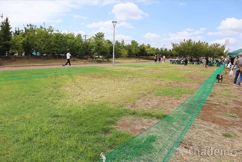 ペテモフェス