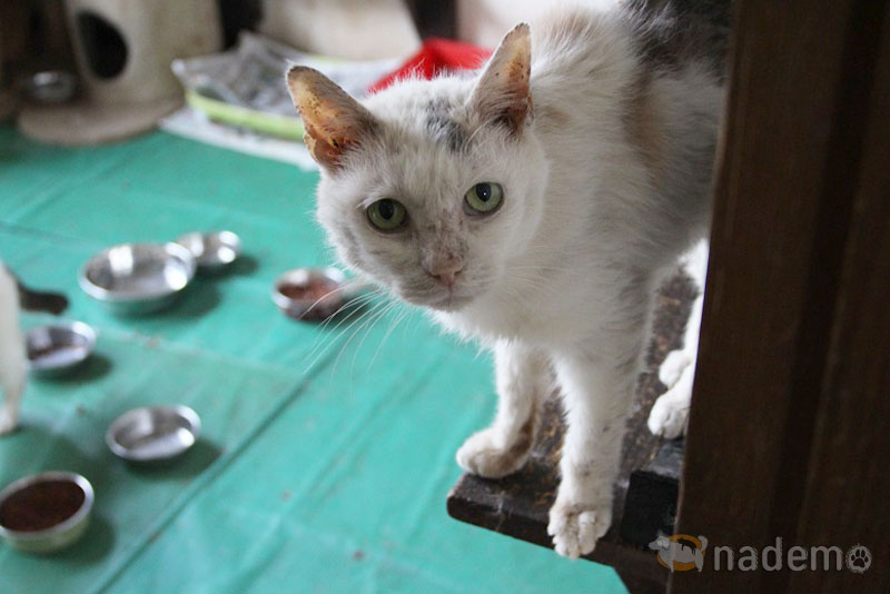 日本保護犬保護猫協会