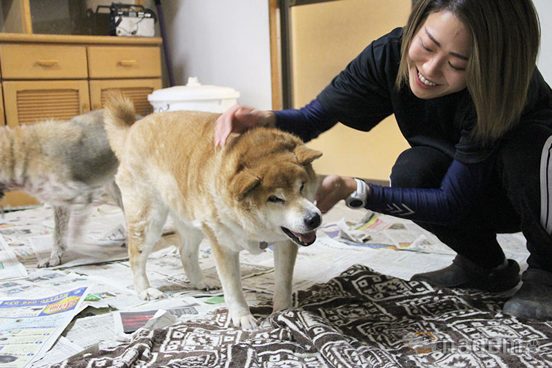 日本保護犬保護猫協会