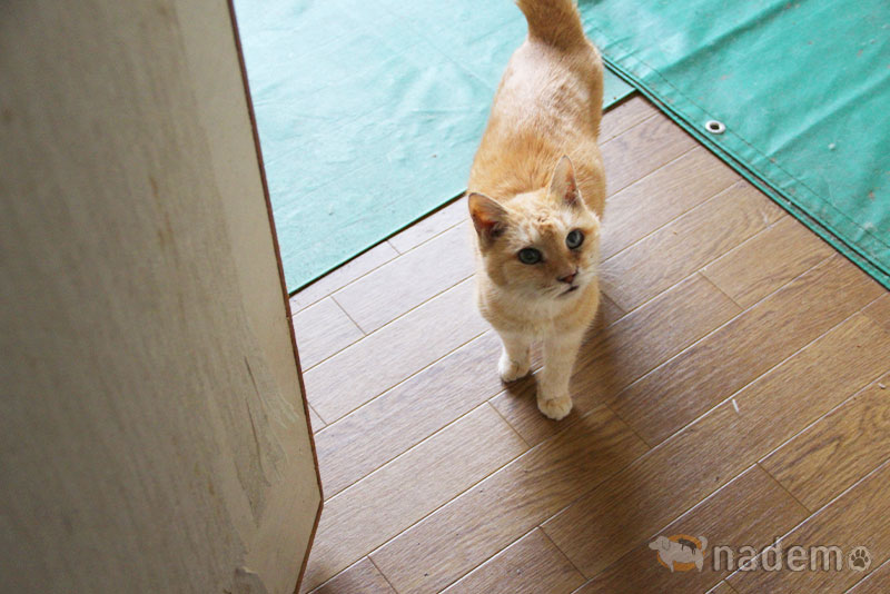 日本保護犬保護猫協会