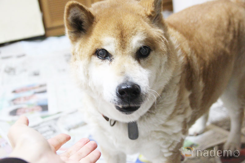 日本保護犬保護猫協会