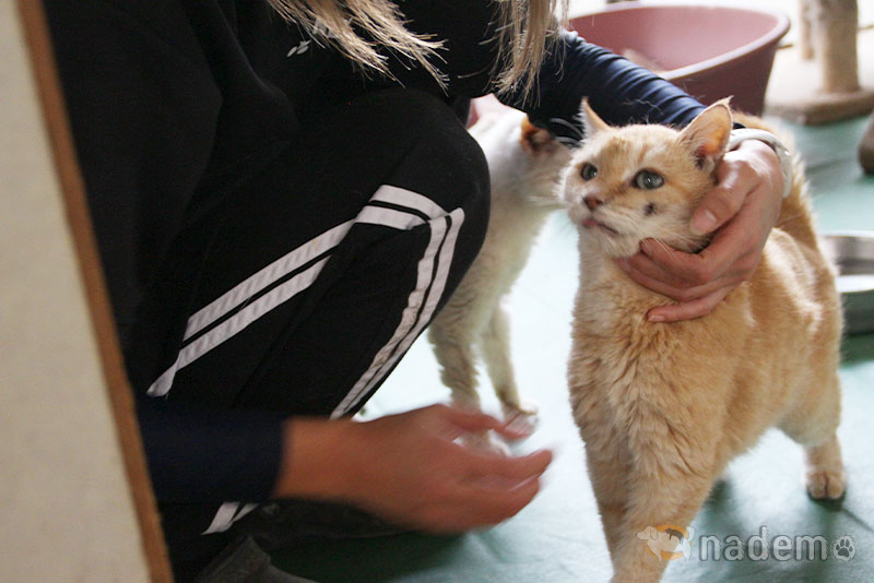 日本保護犬保護猫協会