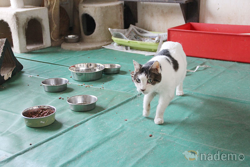 日本保護犬保護猫協会