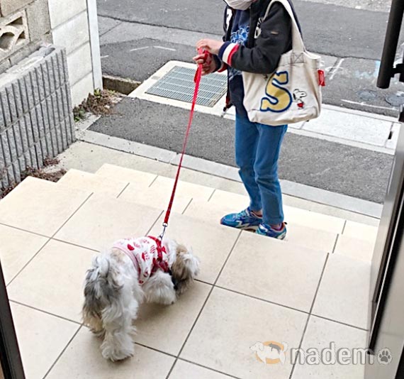 愛犬こまち