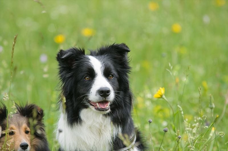 shetlandsheepdog_002