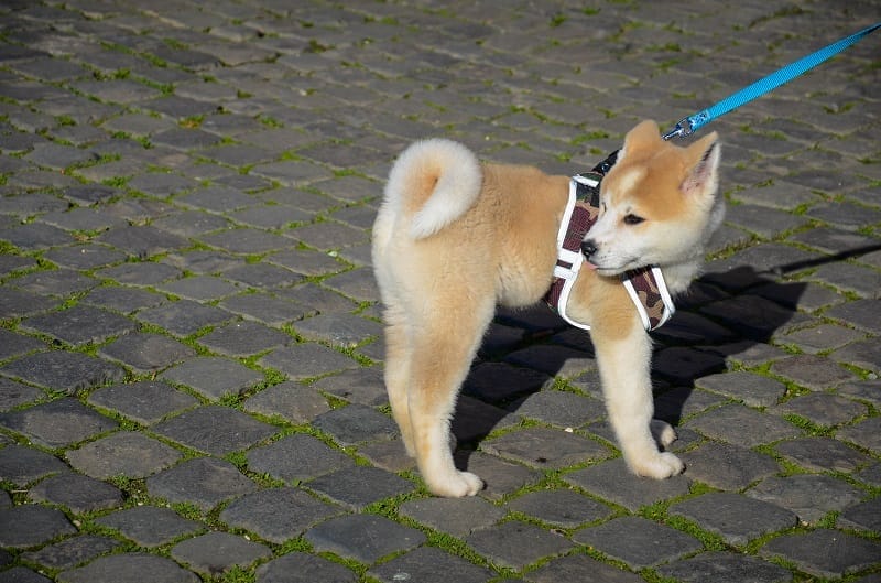 shibainu_009