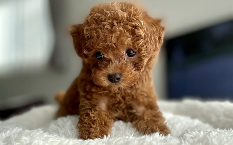 toypoodle_005