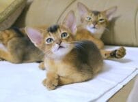 アビシニアンの特徴は？性格や寿命、飼い方のポイントも解説！