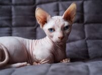 バンビーノという猫種の特徴は？性格や寿命、飼い方のポイントを解説