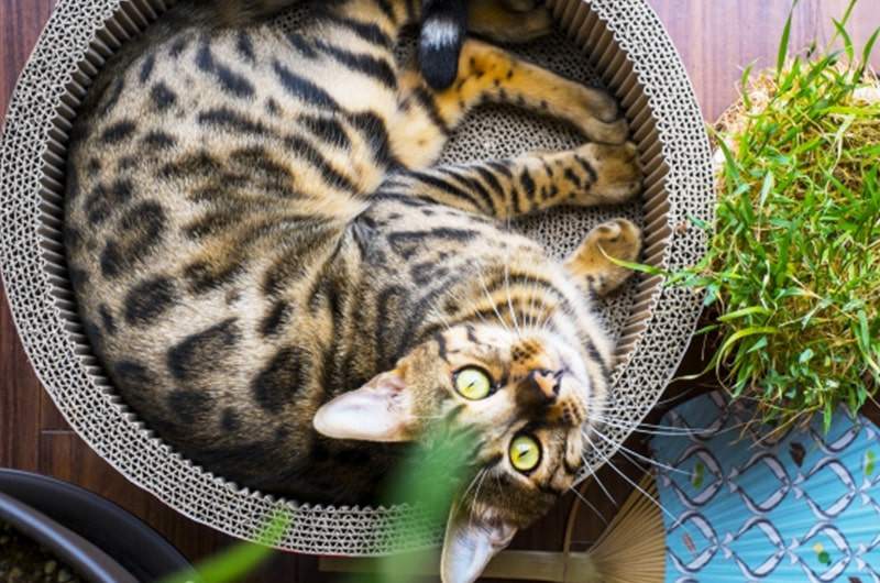 ベンガル猫の特徴は？性格や寿命、飼い方、おすすめフードをご紹介！