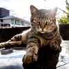 ブラジリアンショートヘアってどんな猫種？特徴や性格、飼い方について