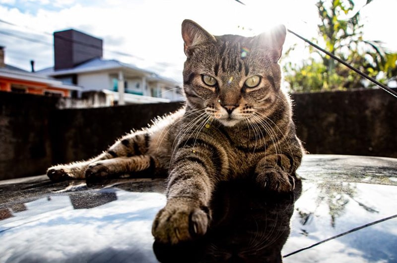 ブラジリアンショートヘアってどんな猫種？特徴や性格、飼い方について