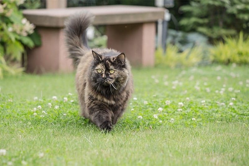 ブリティッシュロングヘアの特徴を紹介！性格、寿命、飼い方は？