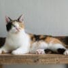 cat_calico