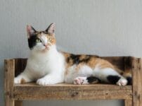 cat_calico