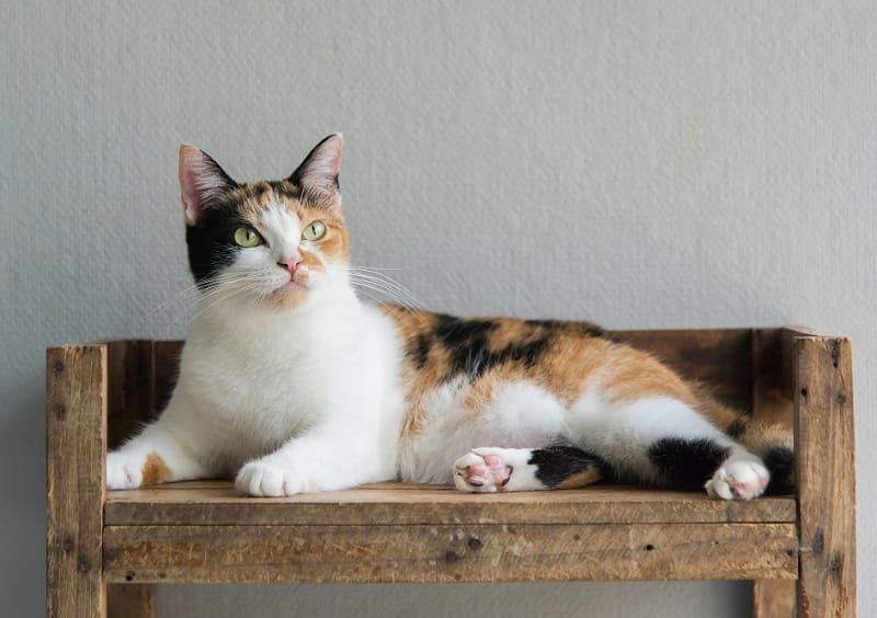 cat_calico