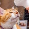 猫の検査はどんなことをするの？検査項目や種類について