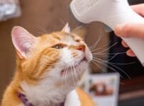 猫の検査はどんなことをするの？検査項目や種類について