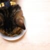 猫の療法食とは？種類や食事療法について解説