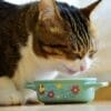 愛猫がご飯を食べない原因と対処法は？動物病院に連れていく目安など