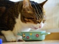 愛猫がご飯を食べない原因と対処法は？動物病院に連れていく目安など