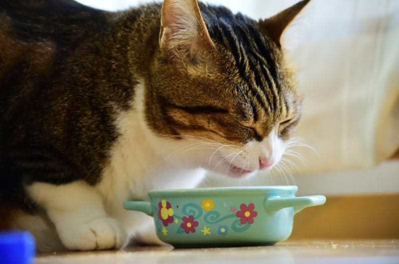 愛猫がご飯を食べない原因と対処法は？動物病院に連れていく目安など