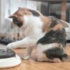 飼うのに苦労する猫ランキング13選！特定条件下で飼いにくい猫種とは？